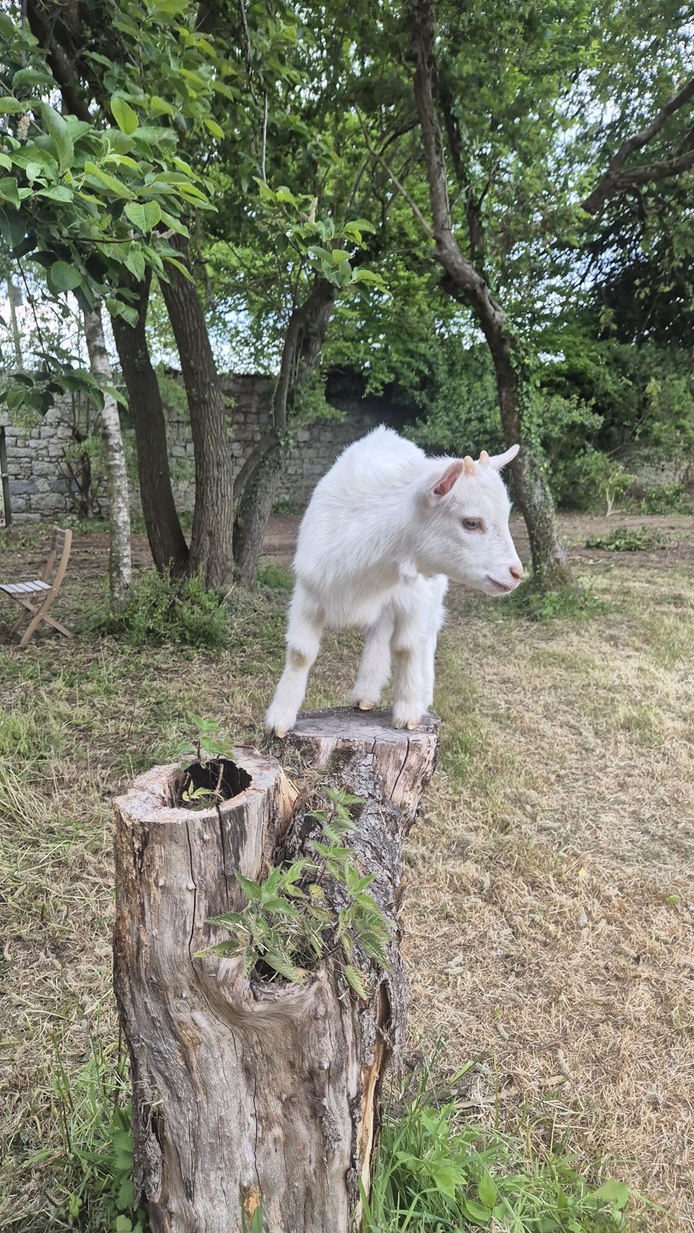 A white and a brown-and-white Nigerian Dwarf pygmy kid peering through the paddock fence